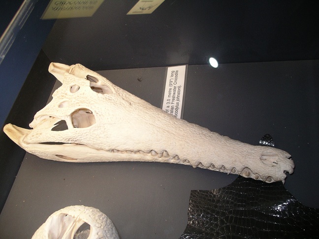 Freshwater Crocodile Crocodylus johnstoni skull
